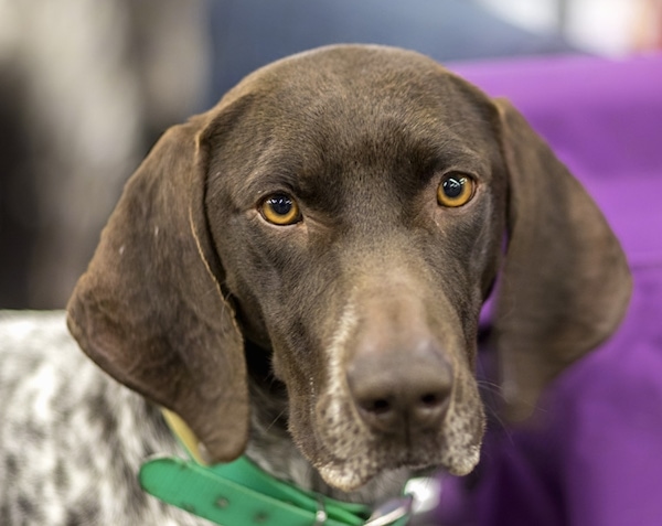 Front head shot of a brown dog with a white body that has brown ticking spots all over it. The dog has long, wide soft ears that hang down to the sides of its head, brown eyes and a brown nose. It is wearing a green collar.