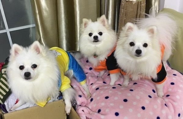 pomeranian dog small white