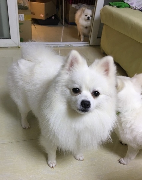 A toy-sized white dog with thick soft fur, small perk ears, a black nose, black lips, black round eyes and a tail that curls up over its back standing inside of a house on a tan floor.