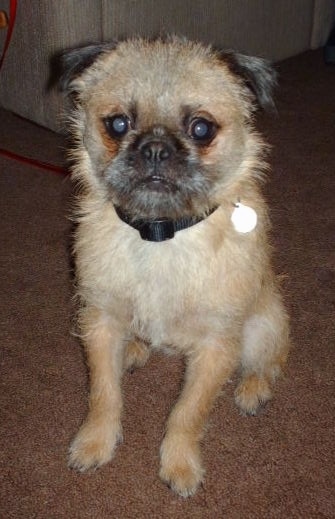 pug x shih tzu for sale