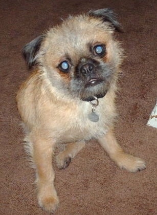 Front side view - A round headed, scruffy looking with a wiry look dog with a pushed back face with tan on its body and black on its ears and snout sitting on a brown carpeted floor with its head tilted to the left.