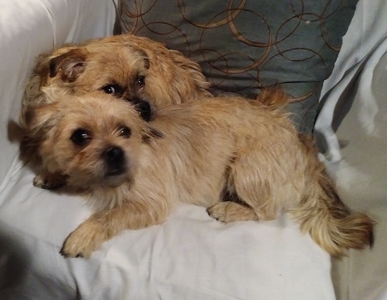Two small breed wiry looking, tan with black dogs with small fold over ears laying down on a white arm chair. They both have black noses with black on their snouts and wide round dark eyes. The dog in the back has its head on the dog in the front.