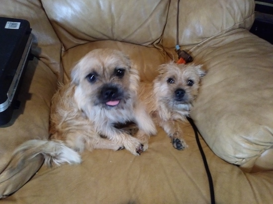Two small breed wiry looking, tan with black dogs with small fold over ears sitting and laying on a leather tan arm chair. The dog on the left is sitting and is larger than the dog who is laying down on the right.