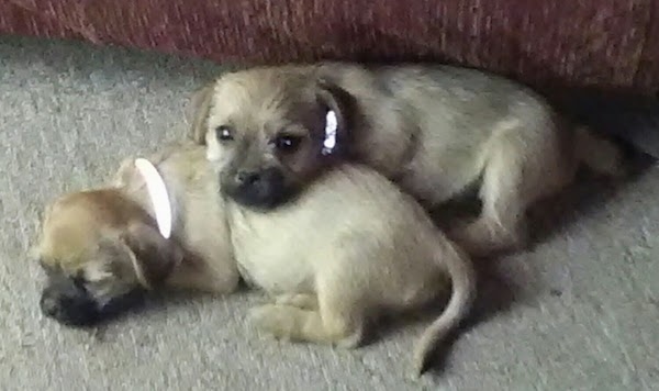 Two small tan with black puppies laying down on a tan carpet. One dog is sleeping and the other has its head on the back of the sleeping dog and is looking up at the camera.