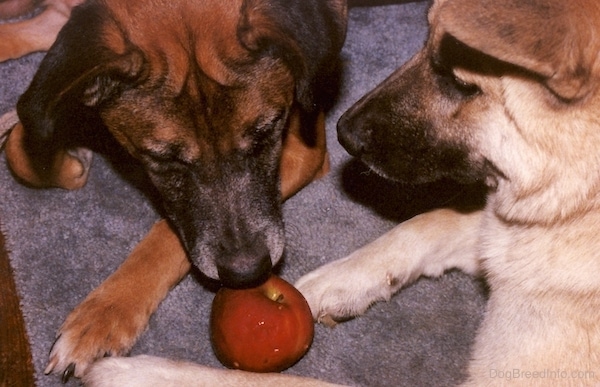 Two large breed dogs a brown and black dog and a tan and black dog laying down on a brown carpet looking at a shiny red apple.