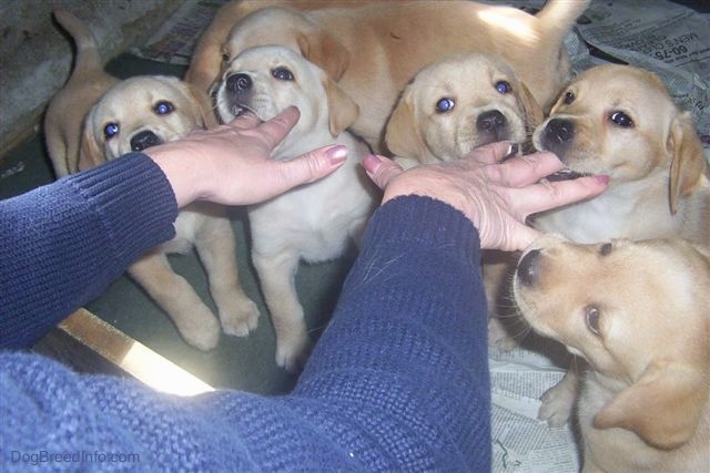 A litter of yellow Labrador Retriever puppies biting on the fingers of a person who is holding her hands out for them to chew on.