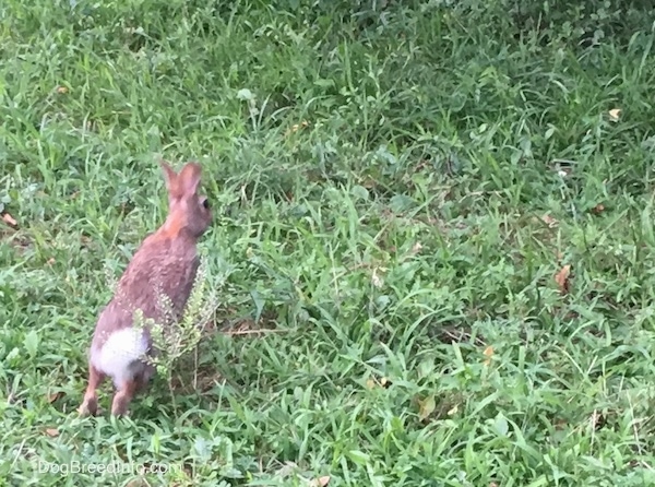A small gray and tan rabbit with a white bushy tail in mid hop in grass. It has large perk ears and black wide round eyes.