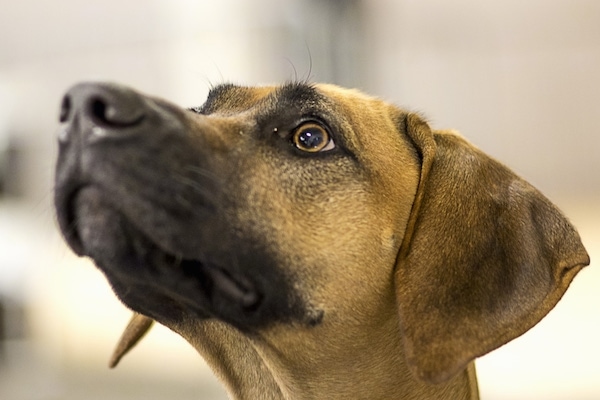 Close up head shot - a tan dog with a black snout and brown eyes and soft drop ears looking up in the air.