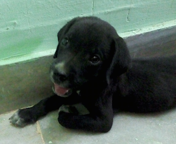 A small puppy with long drop ears, big round black eyes, a black nose with dirt on it, white tipped paws and a black body laying down on concrete next to a white block wall looking happy.
