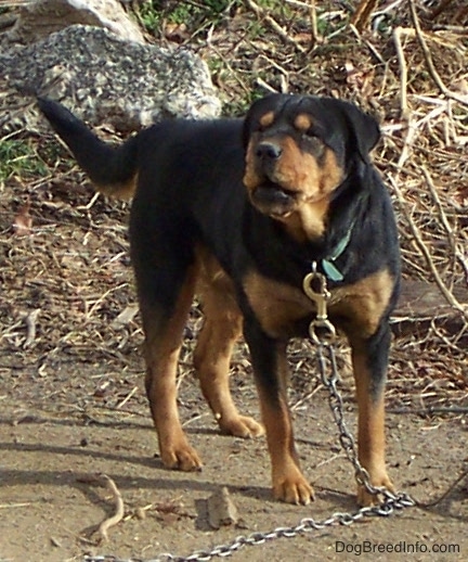 chow chow rottweiler mix puppies