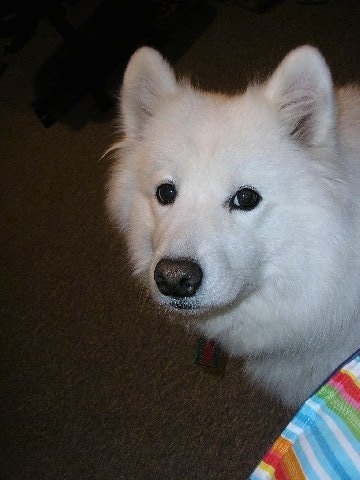 Head shot of a thick-coated, fluffy small perk eared white dog with a black nose, black lips and black eyes peering around a rainbow chair.