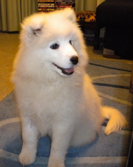 Front side view of a fluffy soft thick coated dog with a black nose, black eyes and black lips sitting down with its mouth parted and pink tongue showing facing the right.