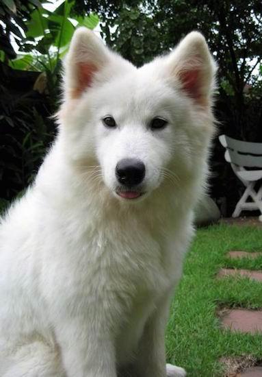 Front view of a soft looking fluffy white dog with perk ears, dark eyes and a black nose sitting down in grass with a little bit of her tongue showing. There is white lawn furniture behind her.