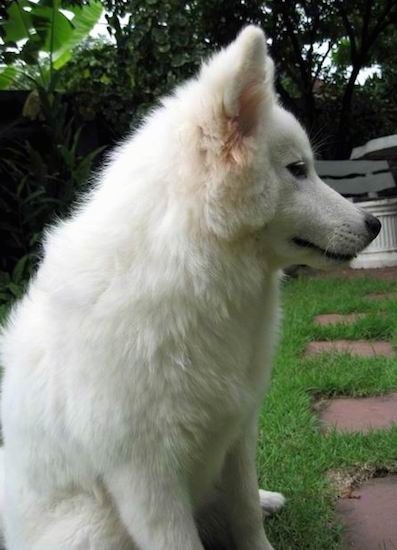Side view of a soft fluffy white dog with a thick coat and a long muzzle with a black nose and dark eyes sitting down in the grass in front of a brick walkway.
