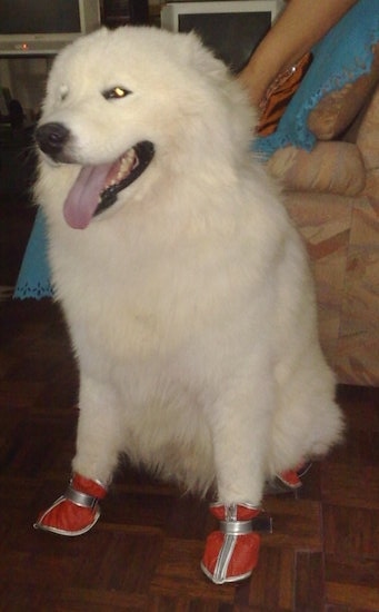 Front side view of a large thick coated, white fluffy dog wearing red leather shoes sitting down in front of a tan recliner chair.