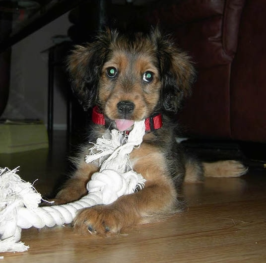 cocker sheltie mix puppies