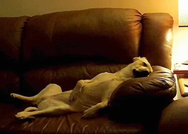 A large breed tan dog sleeping belly-up on a brown leather couch with its front paws relaxed and resting to its sides and across is belly.