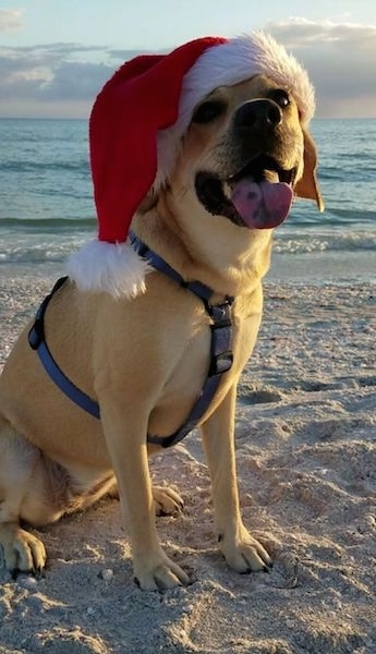 Front side view - A tan large breed dog with a wide chest, a black nose, black spots on its pink tongue and dark eyes wearing a red and white Santa hat and a blue harness sitting on a beach with the ocean waves behind it.