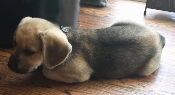 Side view - A tan puppy with a black saddle patterned coat laying down on a hardwood floor. The dog has soft looking ears that hang down to its sides.