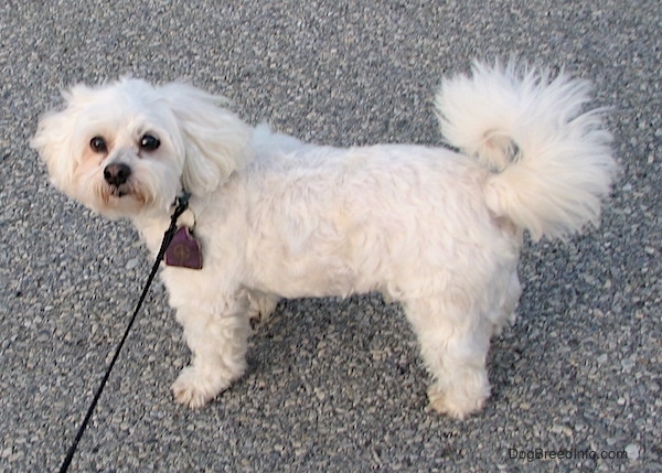 shichon frise