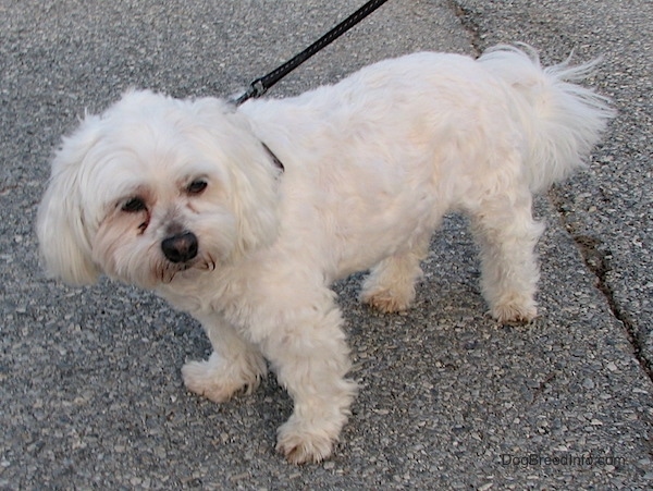 The left side of a white Zuchon dog standing in a road and it is looking forward.