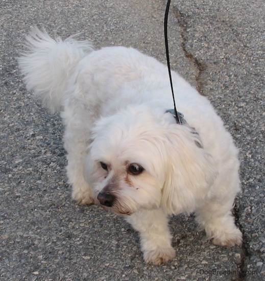 The front left side of a soft looking white Zuchon dog standing next to a long crack in the road. The Zuchon is looking to the left. Its soft looking thick ears are hanging down to the sides.