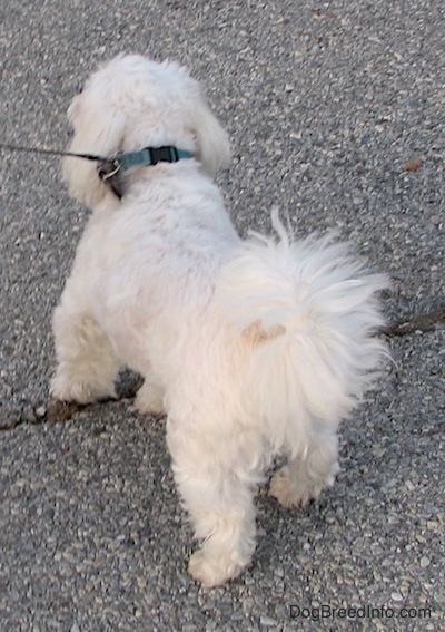 The back of a tan Zuchon that is standing on a crack in the road. Its body is shaved short and its tail has longer hair on it that is fanned out and curled up over its back.