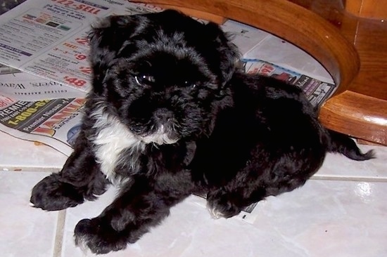 A small, black with white, thick, wavy-coated soft looking puppy with a black nose and dark eyes laying down on top of a white tiled floor in front of newspapwers.
