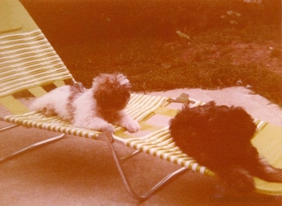 Two fluffy, thick-coated puppies with fuzzy ears that hang down to the sides, black noses and found heads laying down on a green and white lawn chair outside on a cement patio. One dog is white with brown and the other dog is brown with black.