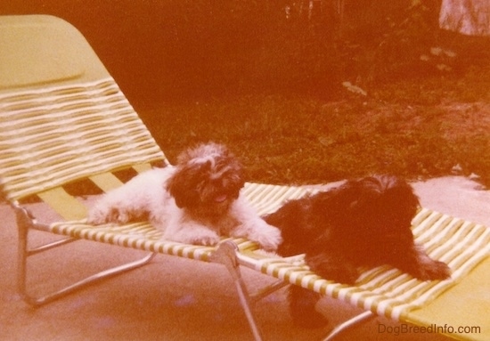 Two fluffy, thick-coated puppies with fuzzy ears that hang down to the sides, black noses and found heads laying down on a green and white lawn chair outside on a cement patio. One dog is white with brown and has its pink tongue showing and the other dog is brown with black.