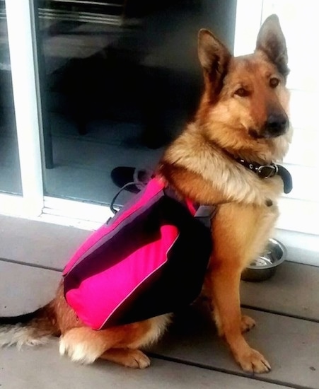 A large breed thick coated tan with black dog wearing a hot pink and black vest sitting outside on a deck in front of a sliding glass door. The dog has large perk ears, a long snout and a black nose. Its eyes are brown. There is a silver water bowl next to it. It looks like a shepherd dog.
