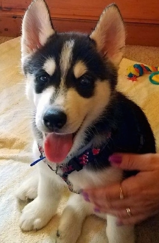 A small thick coated perk eared black and white puppy with a black nose looking happy with his pink tongue hanging out sitting down ona white towel with a person's hand on his chest. The dog has a symmetrical patterned face.