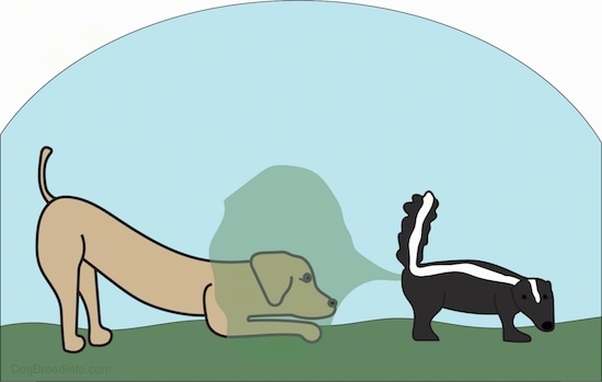 An drawn image of a brown dog play bowing at the back end of a skunk that is spraying its stink out onto the dog's face.