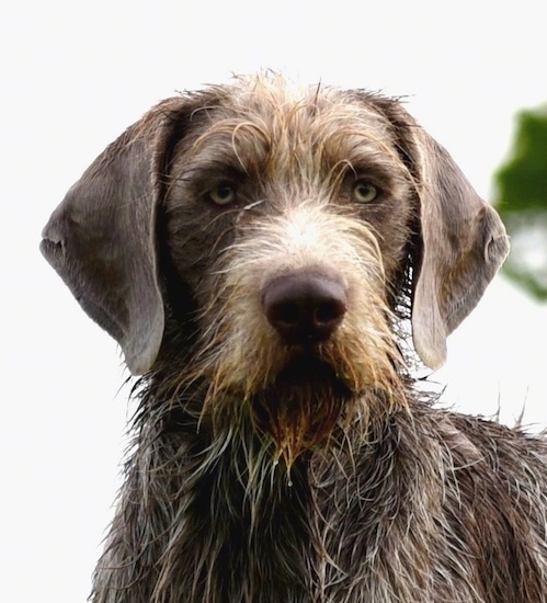 Close up front view head shot - A large breed wet, wiry looking dog with long drop ears. It has longer hair down its stop to is snout and a beared and on its chest and shorter hair on its soft looking ears. It has light golden silver eyes.