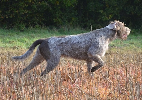 Side view - A wiry grey Slovakian Wirehaired Pointer dog in a field pointing to the right. The dog has longer wiry looking hair on its chin and face. One of its ears is flipped inside out. One front paw is up in the air and its tail is being carried low.