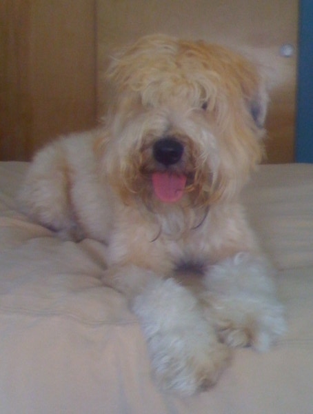 Front view - A fluffy, thick coated, tan Soft Coated Wheaten Terrier dog is laying down on a bed looking forward. The dog has longer hair on its face that covers up its eyes and a big black nose and its tongue is showing.