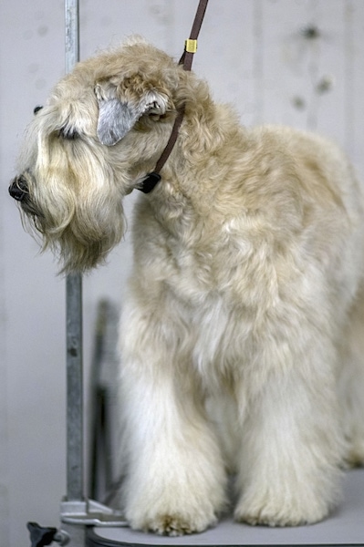 are wheaten terriers cuddly