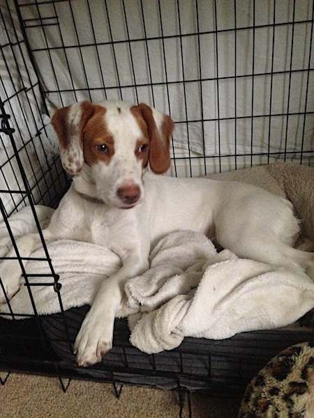 The left side of a white with red Spanador dog that is laying across a blanket in a crate. It is looking to the right. It has soft drop ears and a brown nose.
