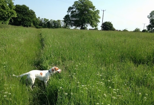 The right side of a white with red Spanador dog that is standing in a field of large grass, its mouth is open, its tongue is out and it is looking to the right. Its tail is level with its body.