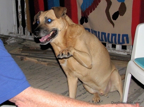 A medium-sized tan with brown and black dog sitting on a wooden deck outside in front of a man with its paw in the air and its mouth open. Its eyes are glowing blue.