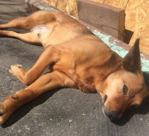 coyote terrier mix