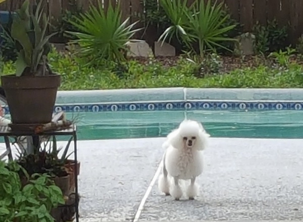 A little white fluffy dog with his hair cut into balls on his head, ears, body, feet and tail standing on a pool deck in front of a swimming pool