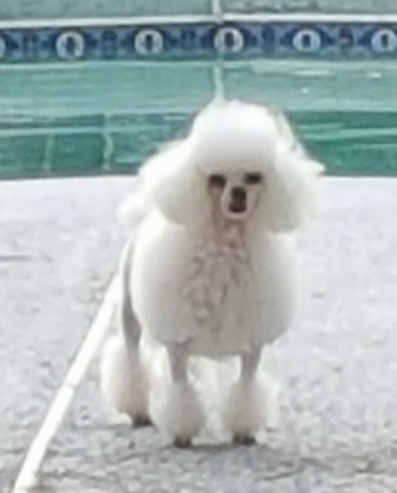 Close up of a little white dog with fluffy, cotton-like hair cut into balls standing in front of a swimming pool