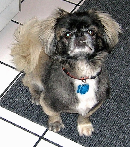 A little toy dog with short legs, a pushed back face, round brown eyes, a shaved black, tan and white coat with longer hair on its ears and tail.