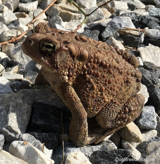 A brown and gray Toad with bumps all over it and yellow almond shaped eyes with long front legs sitting on top of stones.