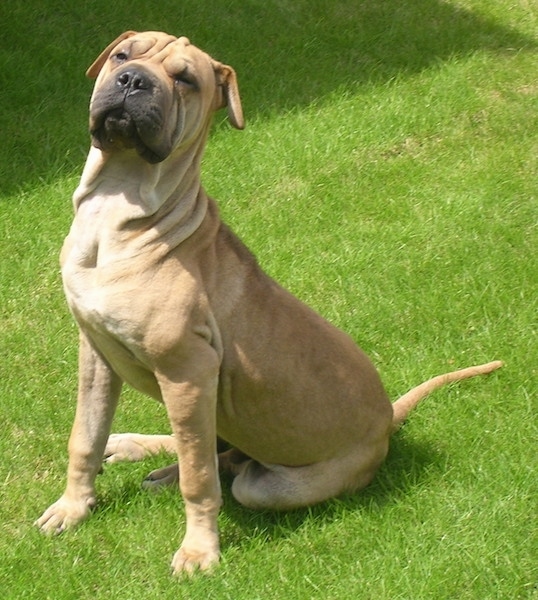 japanese sharpei dog