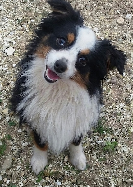 Front view - A long haired, tricolored white, black and tan, fluffy little dog with ears that stand up and fold over at the tips, a black nose, dark eyes with its head tilted to the side smiling at the camera while sitting on the ground on top of small white stones.
