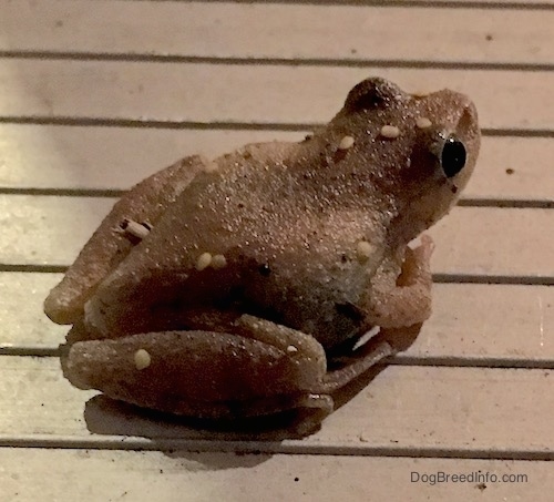 A small brown frog with yellow wart like spots on it with large black eyes sitting outside on a wooden deck.