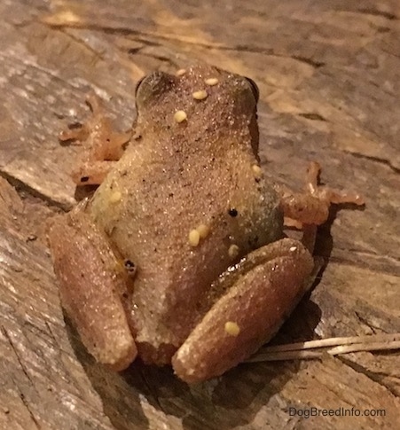 Back side view - A small brown frog with yellow wart like spots on it sitting on a board outside