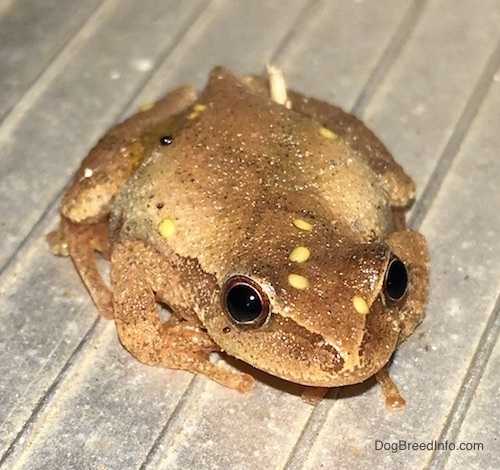 Front view - A small brown frog with yellow wart like spots on it sitting on a wooden deck. The frog has round black eyes.